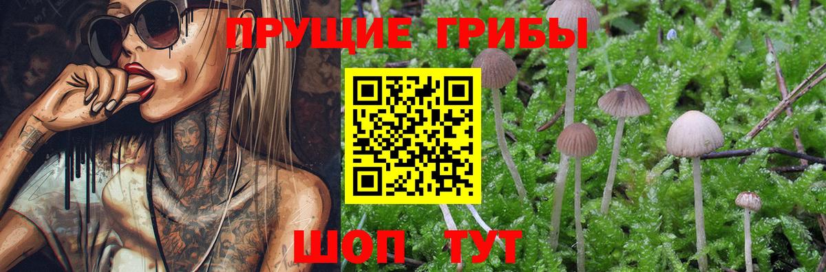 Дербент  Псилоцибиновые грибы GOLDEN TEACHER  Вход с VPN 